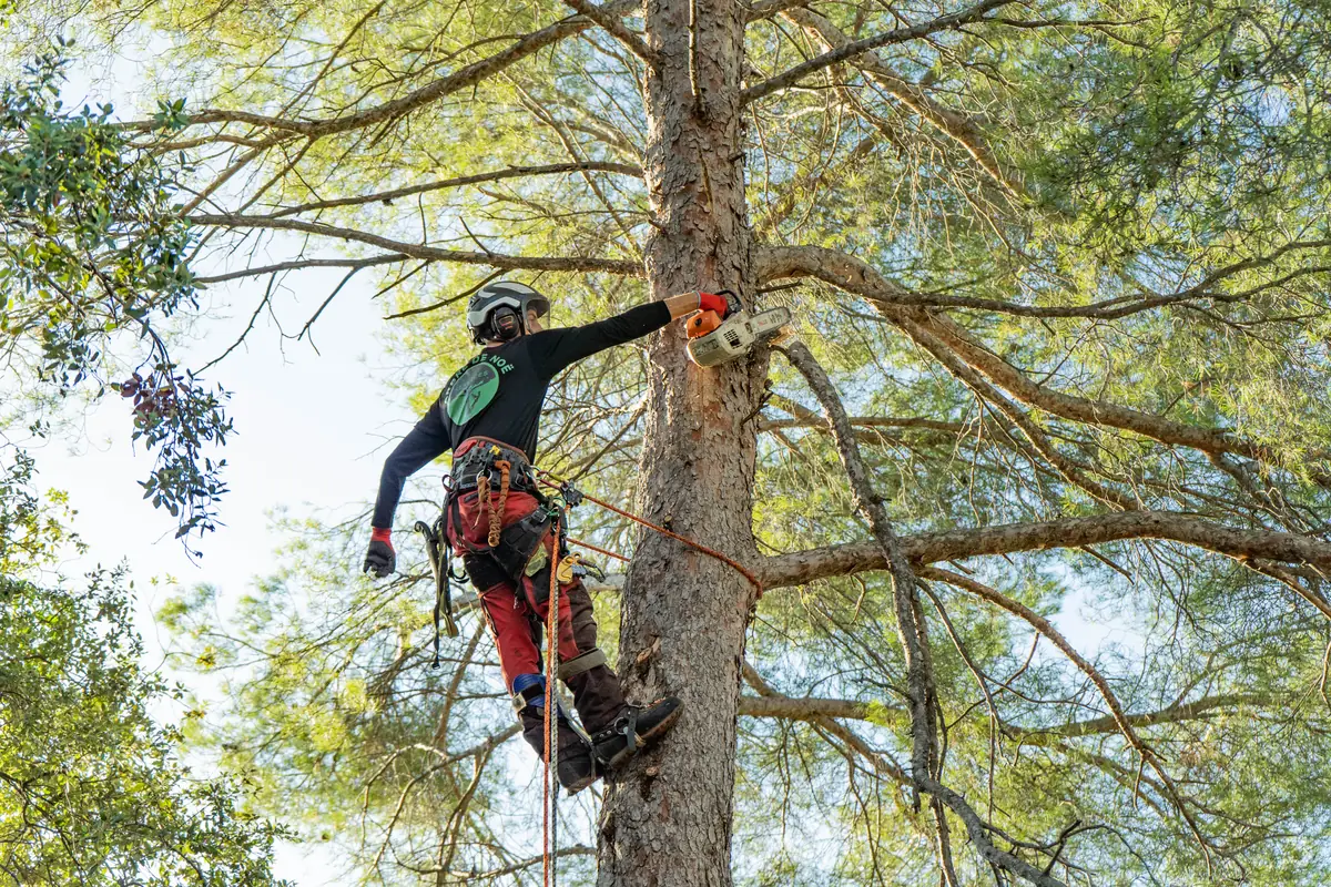 Élagueur coupant une branche de pin en hauteur