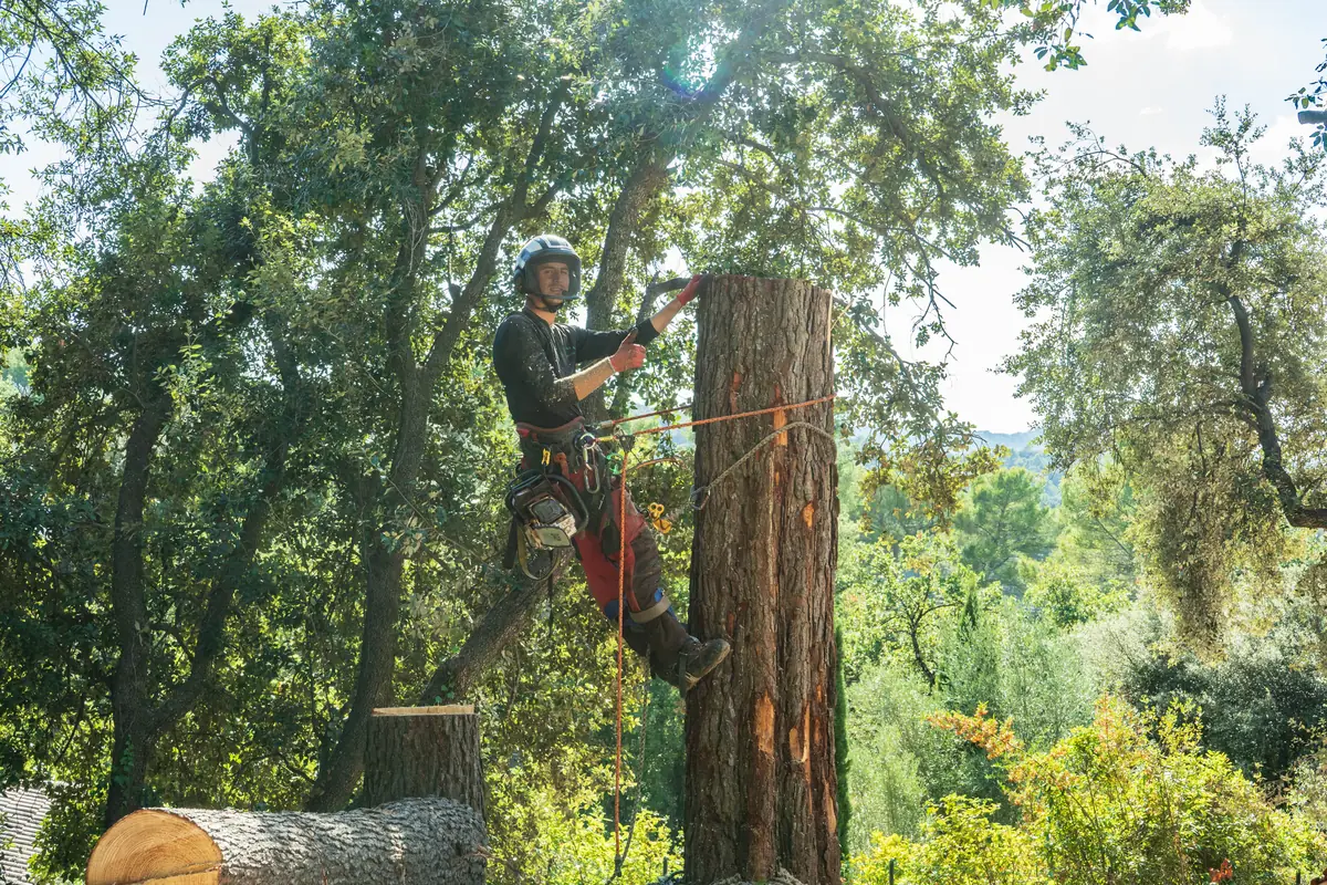 Rognage de souche mécanique après abattage d’un arbre