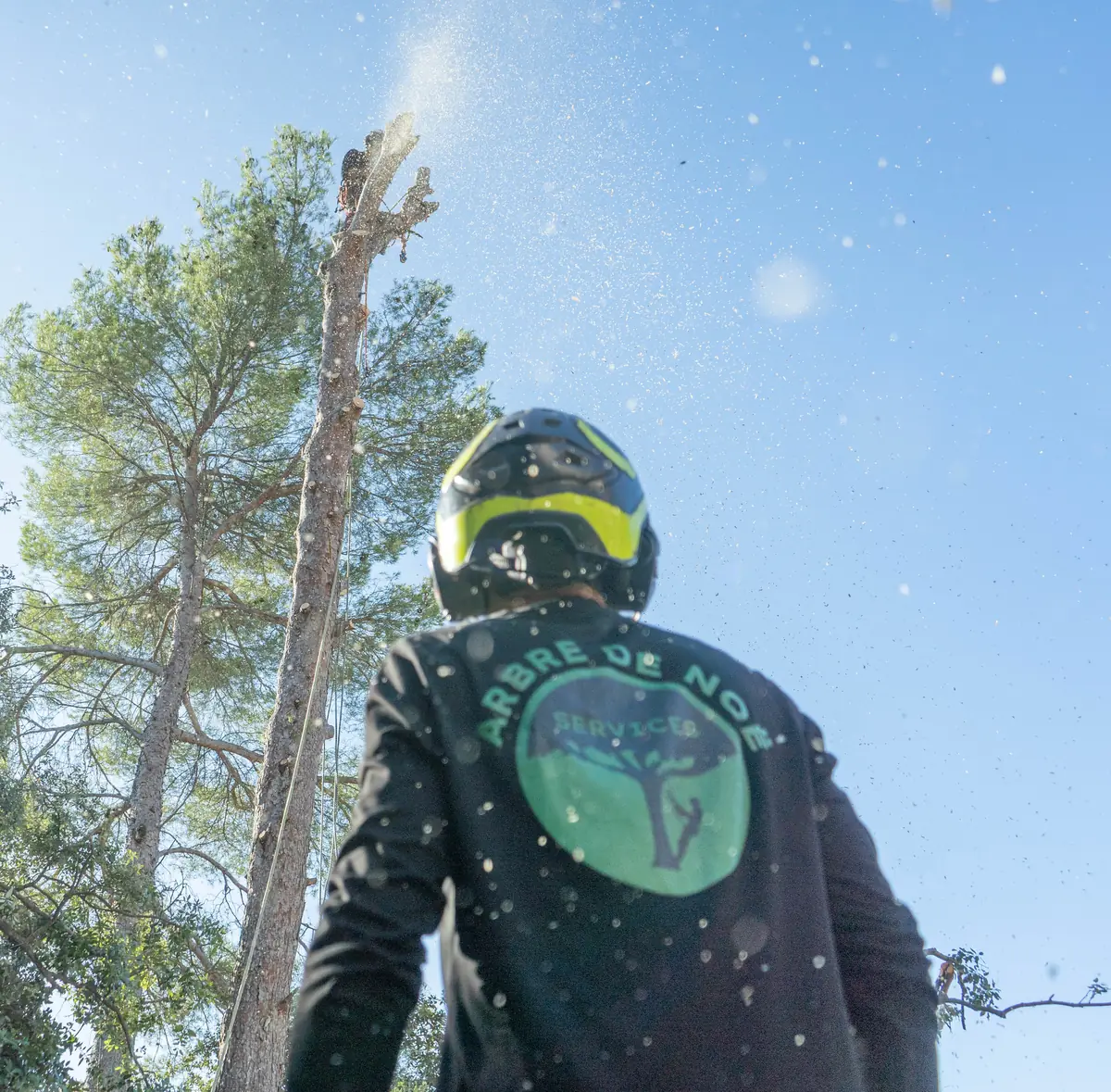 Membre de l’équipe L’Arbre de Noë, logo dans le dos, surveillant l’élagueur en haut d’un pin