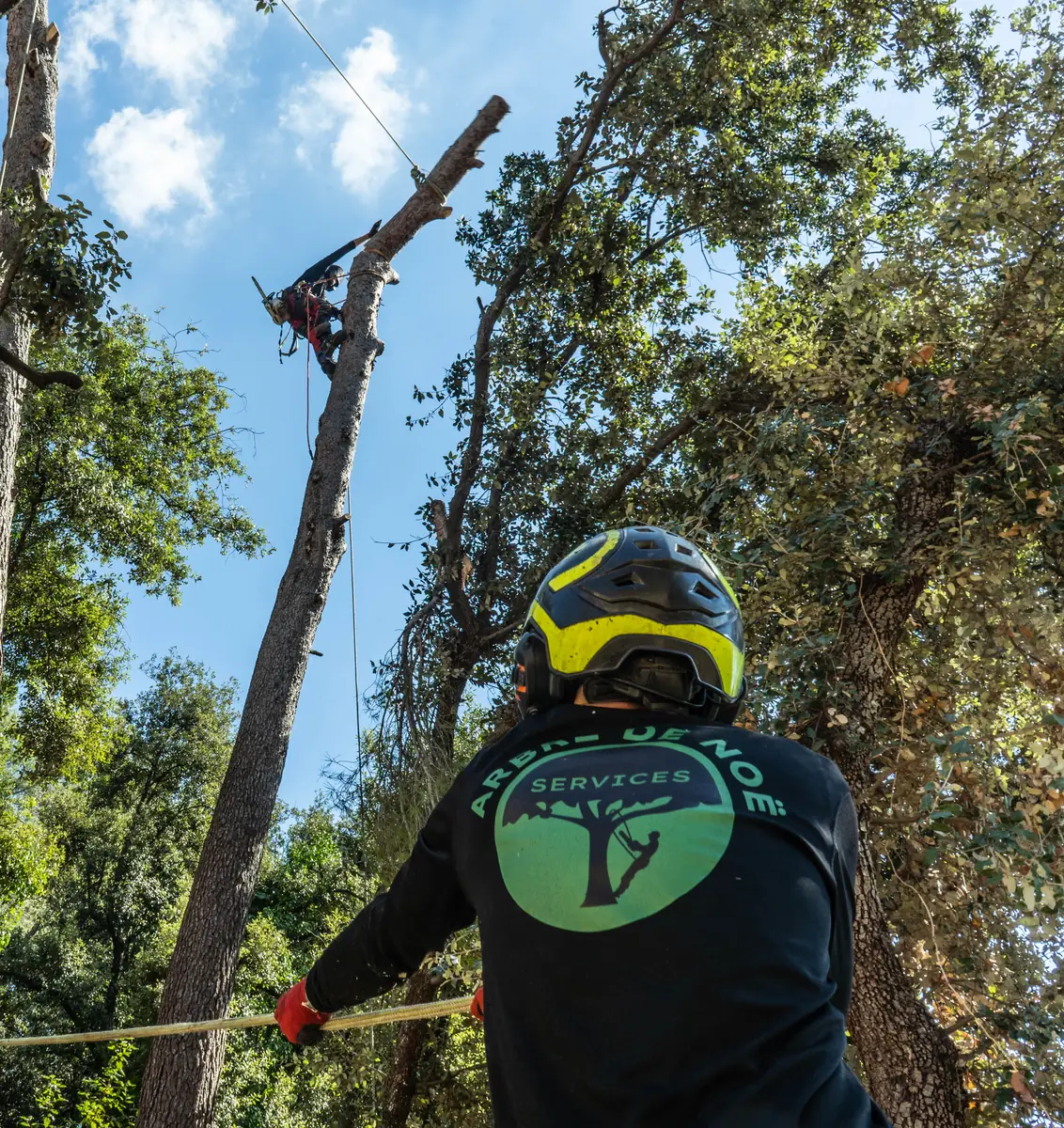 Élagueur au sol contrôlant la descente d’un tronçon à la corde pendant qu’un grimpeur travaille en hauteur